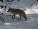 09-mei-Wolf-Yellowstone NP